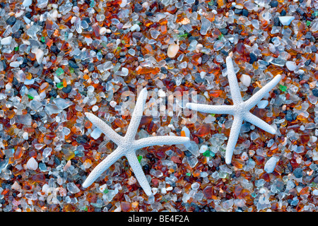 Seestern-Shell auf Glass Beach. Kauai, Hawaii. Stockfoto