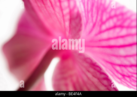 Rosa Schmetterling Orchidee Blume Stockfoto