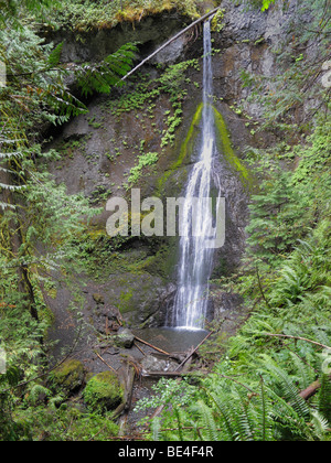 Marymere Falls, Olympic Nationalpark, Washington, USA 090907 x0481 Stockfoto