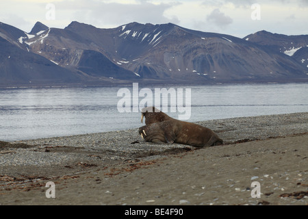 Walross Forland Sound, Svalbard Stockfoto