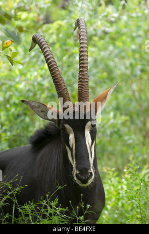 Rappenantilope (Hippotragus Niger), Hoedspruit Endangered Species Centre, Kapama, Südafrika Stockfoto