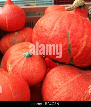 Potimaron quetscht am Marktstand bei Marche in Ort Alphonse Pierru, St Valery Sur Somme, Somme, Frankreich Stockfoto