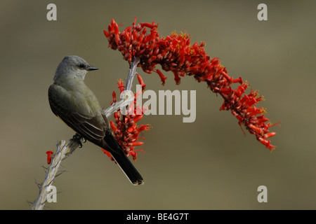 Westlichen Kingbird (Tyrannus Verticalis), sitzen auf Ocotillo Blüte Stockfoto