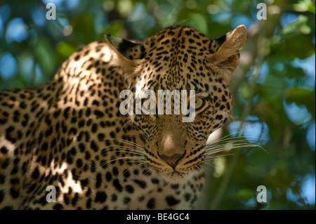 Leopard (Panthera Pardus), Tuli Block, Botswana Stockfoto