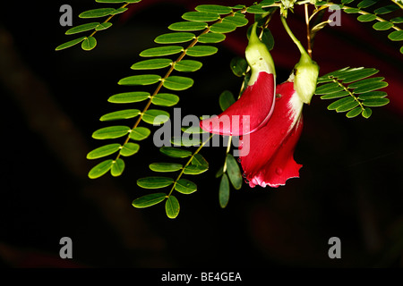 Blume in einem Regenwald, Samboja, Ost-Kalimantan, Borneo, Indonesien Stockfoto