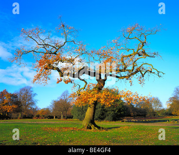 Sutton Park Sutton Coldfield Birmingham West Midlands knorrige Eiche Stockfoto