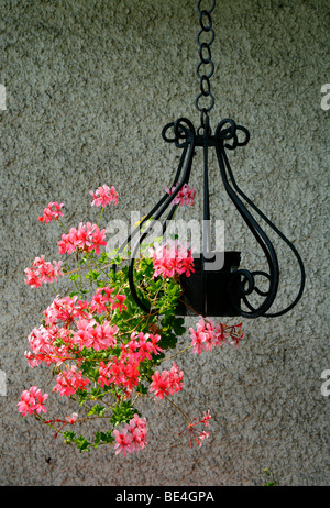 Hängenden Blumentopf mit Geranien (Geranium) Stockfoto