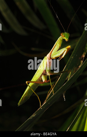 Beten, Mantis (Mantodea), Samboja, Ost-Kalimantan, Borneo, Indonesien Stockfoto