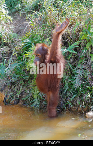 Bornean Orang-Utans (Pongo Pygmaeus), Samboja Lestari, Ost-Kalimantan, Borneo, Indonesien Stockfoto