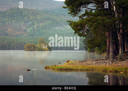 Am frühen Morgen Blick über Loch ein Eilein mit Insel in der Ferne Rothiemurchus Wald, Rothiemurchus, Schottland, Großbritannien Stockfoto