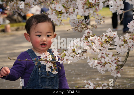 Kleiner Junge staunend auf die berühmte Kirsche Blüte Cherry blossom Festival im Botanischen Garten, Kyoto, Japan Stockfoto