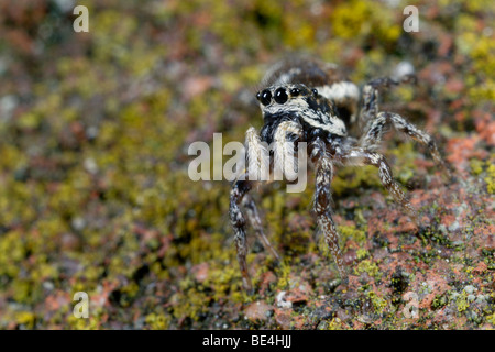 Zebra-Springspinne Salticus scenicus Stockfoto