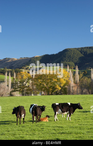 Kühe in der Nähe von Waimate und späten Herbst Farbe in mitten im Winter, South Canterbury, Südinsel, Neuseeland Stockfoto