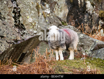 Schafe, Cumbria, UK Stockfoto