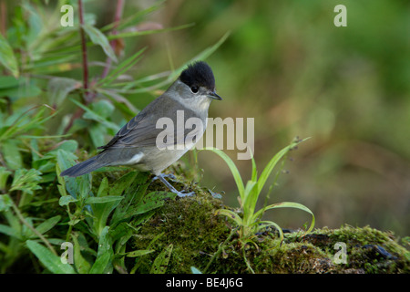 Männliche Mönchsgrasmücke Sylvia atricapilla Stockfoto