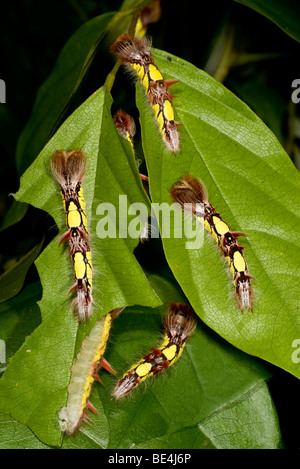 Blue Morpho (Morpho Helenor), Raupen auf den Blättern. Stockfoto