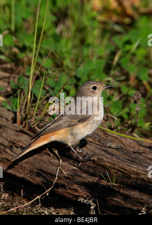 Juvenile Redstart Phoenicurus phoenicurus Stockfoto