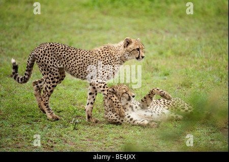 Spielen Geparden (Acinonyx Jubatus), Krüger Nationalpark, Südafrika Stockfoto