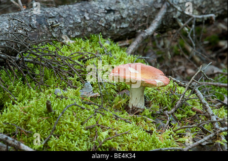 EIN PILZ WÄCHST IM WALD Stockfoto