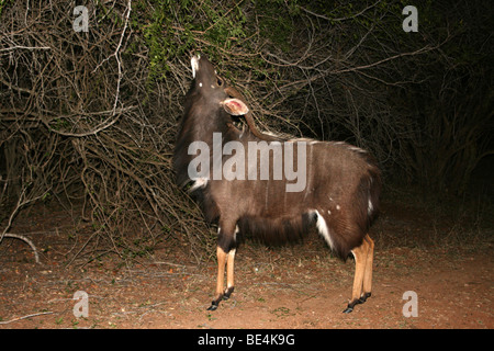 Männliche Nyala Tragelaphus Angasii Weiden-Baum in der Nacht In Mkuze Game Reserve, Südafrika Stockfoto