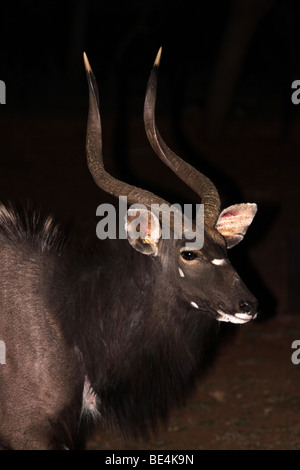 Männliche Nyala Tragelaphus Angasii bei Nacht im Mkuze Game Reserve, Südafrika Stockfoto