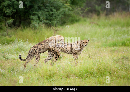 Spielen Geparden (Acinonyx Jubatus), Krüger Nationalpark, Südafrika Stockfoto