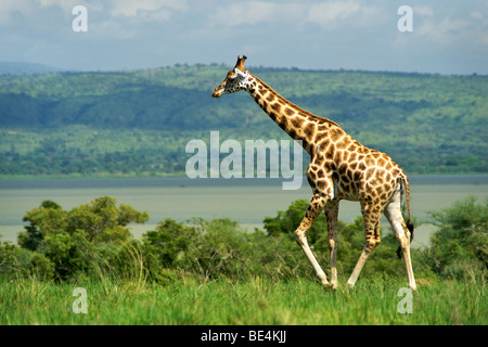 Giraffe (Giraffa Plancius) im Murchison Falls National Park in Uganda. Stockfoto