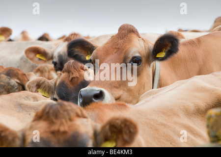 Jersey Kühe auf einem Bauernhof in den Yorkshire Dales in der Nähe von Bainbridge, UK. Stockfoto