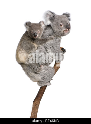 Koalabären Kletterbaum, 4 Jahre und 9 Monate alt, Phascolarctos Cinereus, vor weißem Hintergrund Stockfoto