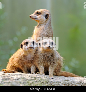 Erdmännchen (Suricata Suricatta), zwei junge Stockfoto