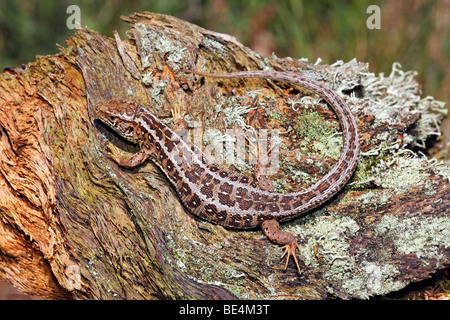 Sand-Eidechse (Lacerta Agilis), trächtige Weibchen Sonnenbaden am Baum stub Stockfoto