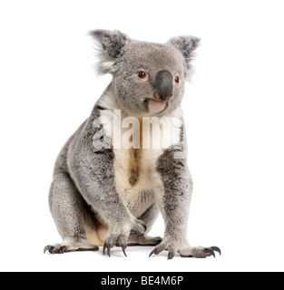 Männliche Koalabär, Phascolarctos Cinereus, 3 Jahre alt, vor weißem Hintergrund, Studio gedreht Stockfoto