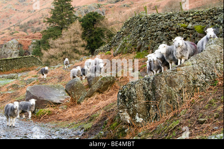 Herde von Schafen, Cumbria, UK Stockfoto