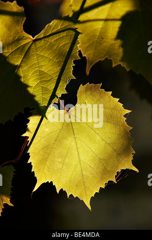 Blätter der Weinrebe im Gegenlicht - Anbau von Reben Stockfoto