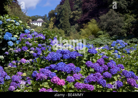 Trebah Garten; Cornwall; im Sommer; Hortensien Stockfoto