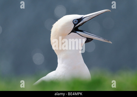 Basstölpel (Morus Bassanus, Sula Bassana) Stockfoto