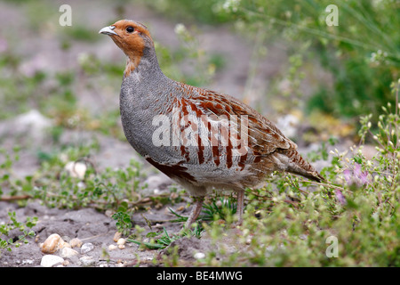 Grey Rebhuhn (Perdix Perdix) stehen auf der Seite ein Feld, Burgenland, Österreich, Europa Stockfoto