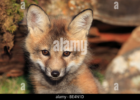 Rotfuchs (Vulpes Vulpes). Porträt von sieben Wochen alten Welpen. Stockfoto
