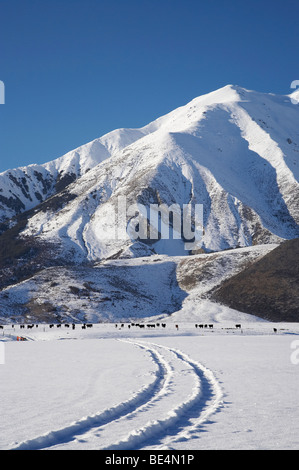 Spuren durch den Schnee, Kühe und Torlesse Range, Schlossberg, Arthurs Pass Road, Canterbury, Südinsel, Neuseeland Stockfoto