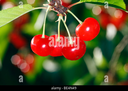 Sauerkirsche (Prunus Cerasus), reife Kirschen an einem Baum. Stockfoto