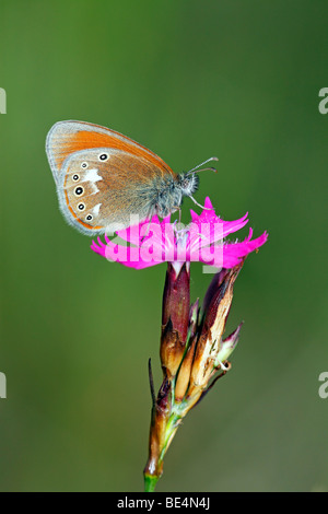 Kastanie Heide Schmetterling (Coenonympha Glycerion) auf eine Blüte rosa Kartäuser (Dianthus Carthusianorum) Stockfoto