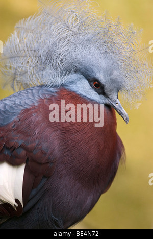 Südlichen gekrönte Taube (Goura Scheepmakeri), Gehäuse Stockfoto