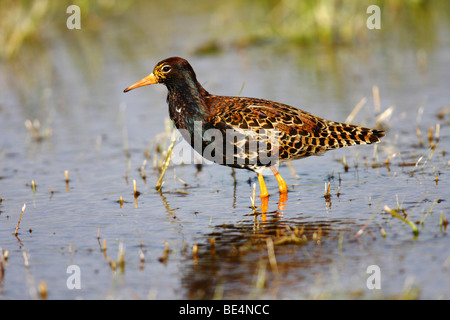 Kampfläufer (Philomachus Pugnax), Männchen während der Brutzeit, im flachen Wasser, Burgenland, Österreich, Europa Stockfoto