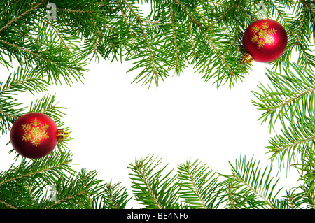 Kiefer Niederlassungen Rahmen isoliert auf weißem Hintergrund Stockfoto