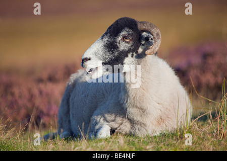 Ein Schaf, das Essen in der Nähe von Heide in den North York Moors National Park, North Yorkshire, England, Vereinigtes Königreich Stockfoto