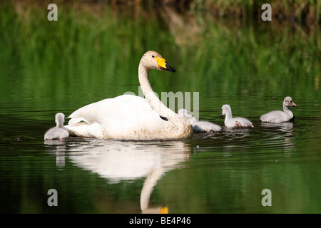 Singschwan (Cygnus Cygnus) mit Küken, Lappland, Finnland, Europa Stockfoto