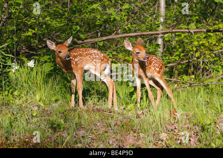 Weiß - angebundene Rotwild (Odocoileus Virginianus). Zwei Kälber auf einer Lichtung. Stockfoto