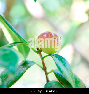 Camellia Japonica Frucht Sommer bis Herbst Jahreszeit ändern - Fine Art Fotografie Jane Ann Butler Fotografie JABP600 Stockfoto