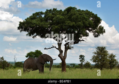 Afrikanischer Elefant unter einem Marula-Baum (Loxodonta Africana Africana), Krüger Nationalpark, Südafrika Stockfoto