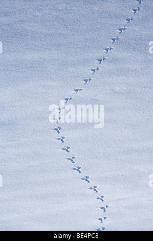 Tierspuren im Schnee, zwei Daumen Palette, in der Nähe von Roundhill Ski Area, in der Nähe von Lake Tekapo, Mackenzie Country, Canterbury, Neuseeland Stockfoto